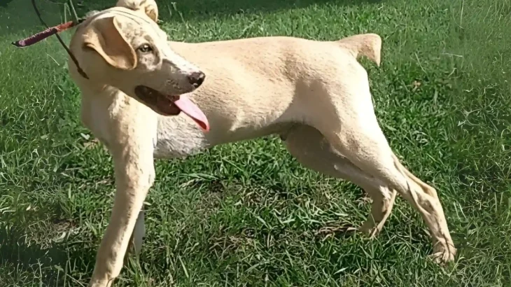 Mountain View Cur Dog photo