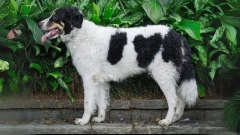 Mucuchies Dog photo