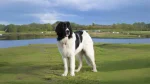 Mucuchies Dog photo