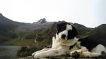 Mucuchies Dog photo