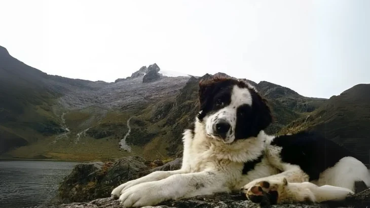 Mucuchies Dog photo