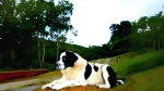 Mucuchies Dog photo