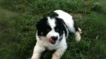 Mucuchies Dog photo
