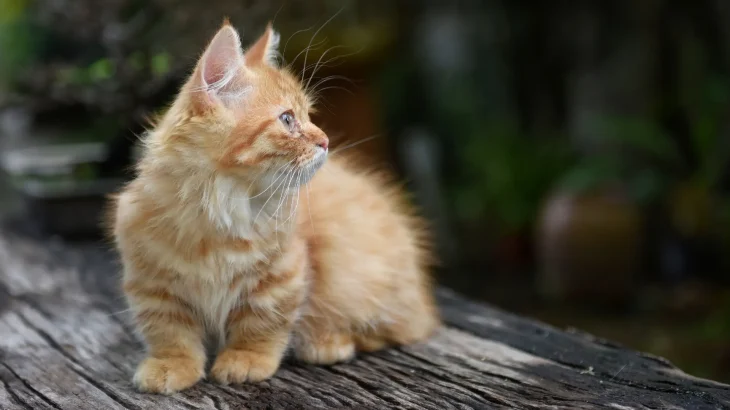 Munchkin Cat photo