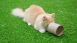 Munchkin Cat photo