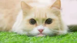 Munchkin Cat photo