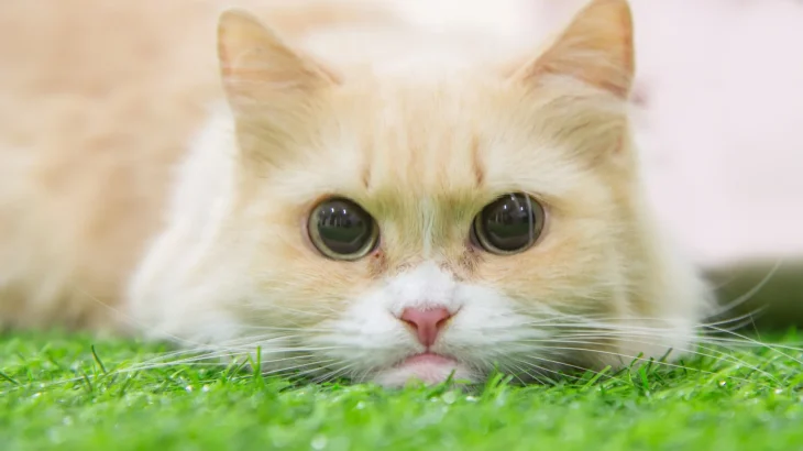 Munchkin Cat photo