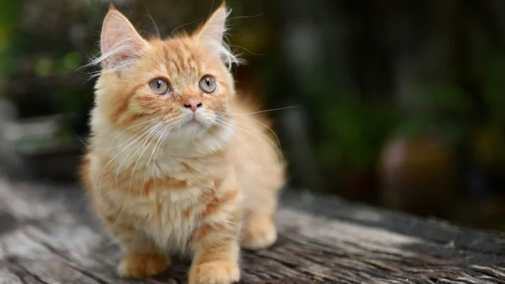 Munchkin Cat photo