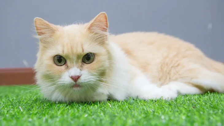 Munchkin Cat photo