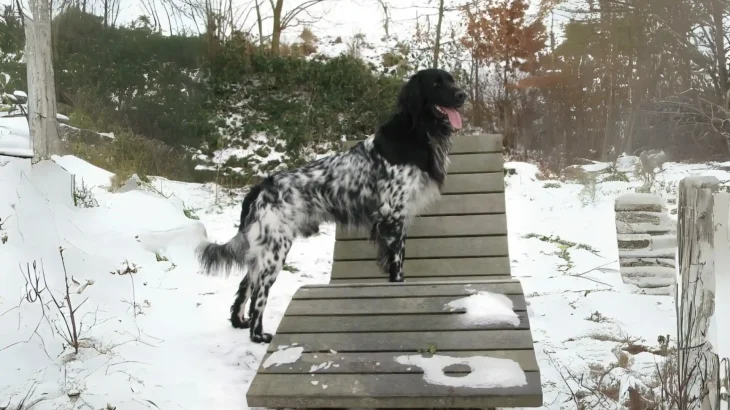 Munsterlander Dog photo