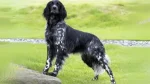 Munsterlander Dog photo