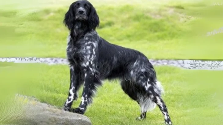 Munsterlander Dog photo