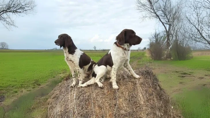 Munsterlander Dog photo