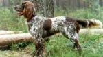 Munsterlander Dog photo