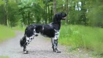 Munsterlander Dog photo
