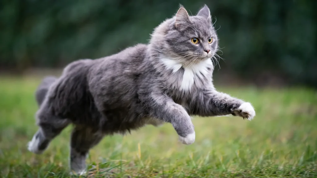 Nebelung Cat photo
