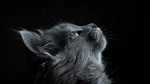 Nebelung Cat photo