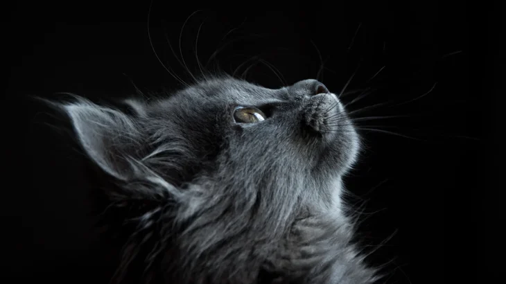 Nebelung Cat photo