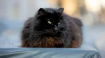Nebelung Cat photo