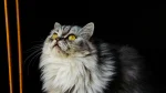Nebelung Cat photo
