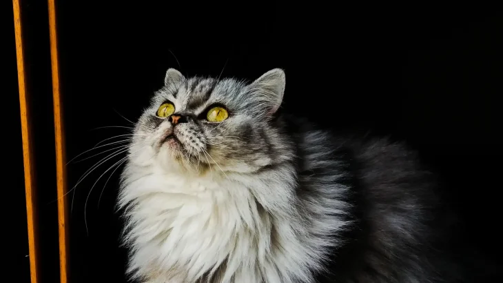 Nebelung Cat photo