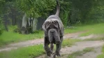 Nebolish Mastiff Dog photo