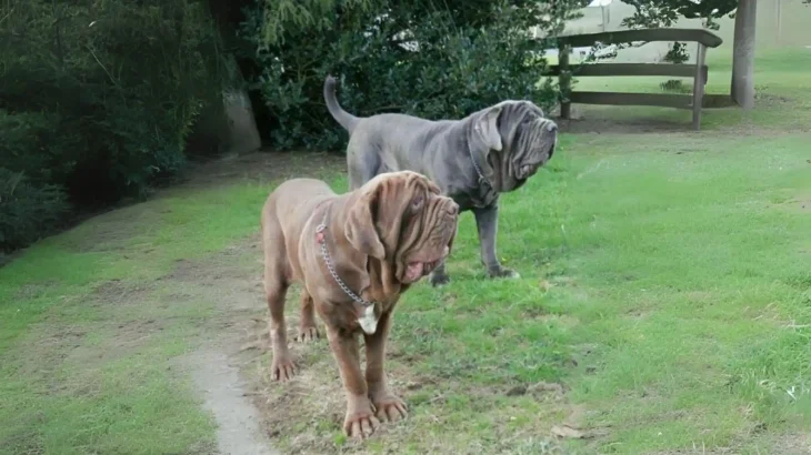 Nebolish Mastiff Dog photo