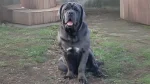 Nebolish Mastiff Dog photo