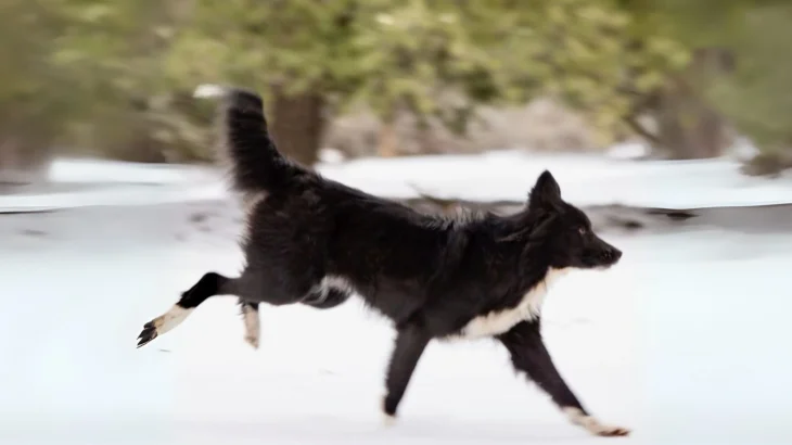 Nenets Herding Laika Dog photo