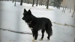 Nenets Herding Laika Dog photo