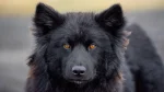Nenets Herding Laika Dog photo