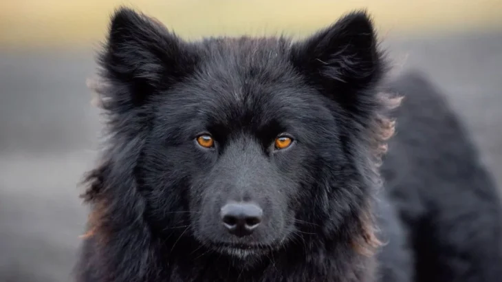 Nenets Herding Laika Dog photo
