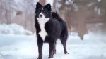 Nenets Herding Laika Dog photo