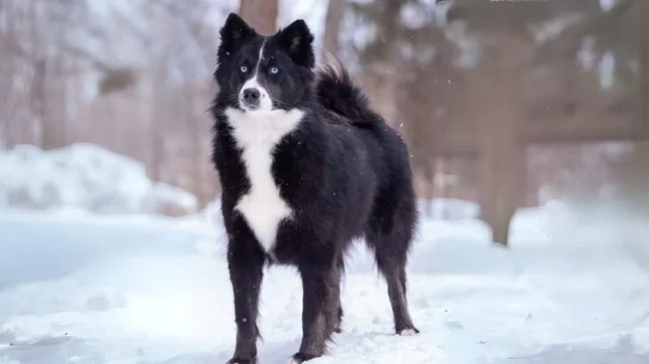 Nenets Herding Laika Dog photo
