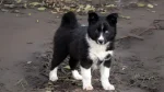 Nenets Herding Laika Dog photo