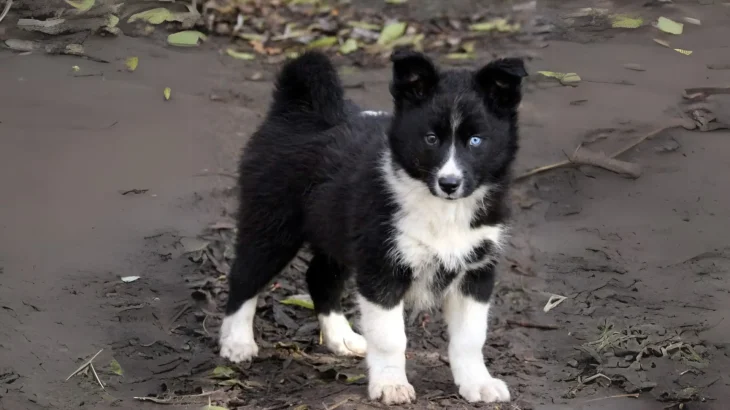 Nenets Herding Laika Dog photo
