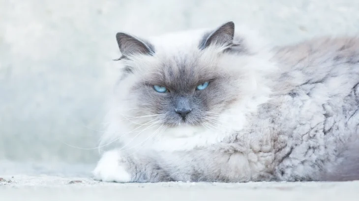Neva Masquerade Cat photo
