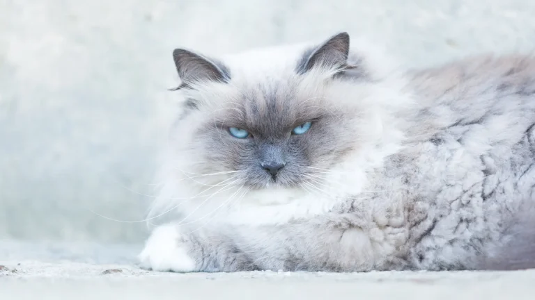 Neva Masquerade Cat photo