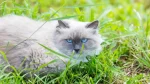 Neva Masquerade Cat photo