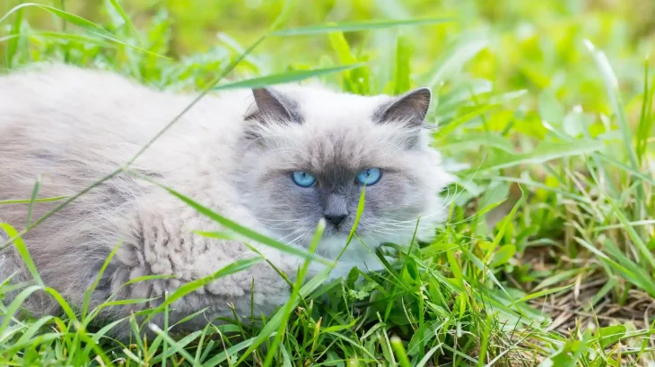 Neva Masquerade Cat photo