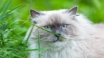 Neva Masquerade Cat photo