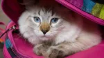 Neva Masquerade Cat photo