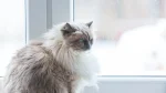 Neva Masquerade Cat photo
