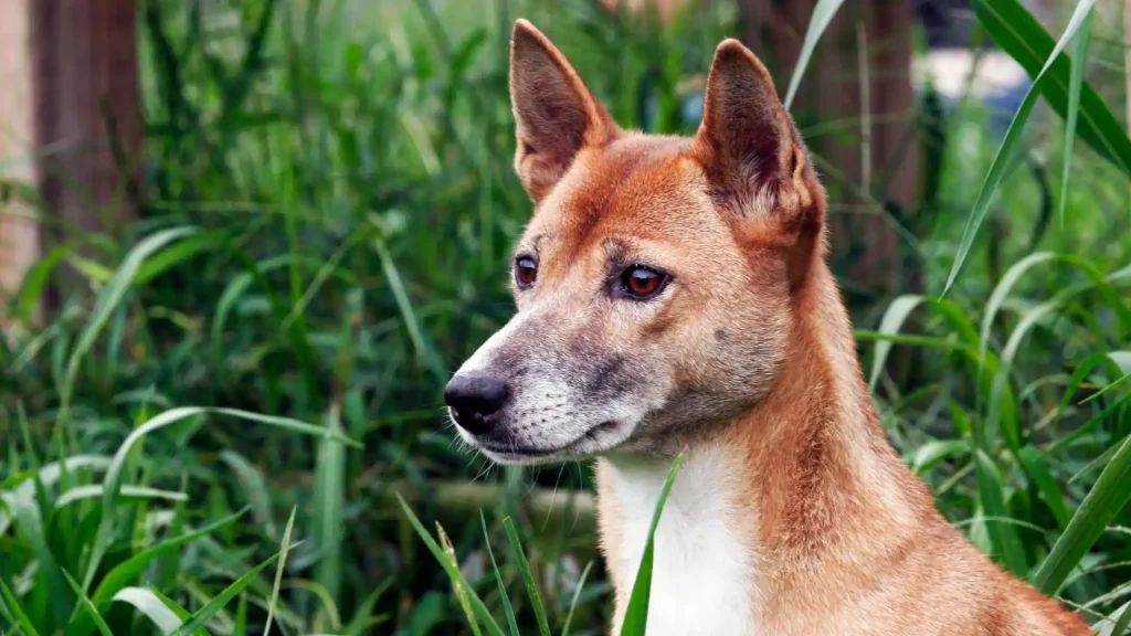 New Guinea Singing Dog Dog photo