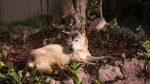 New Guinea Singing Dog Dog photo