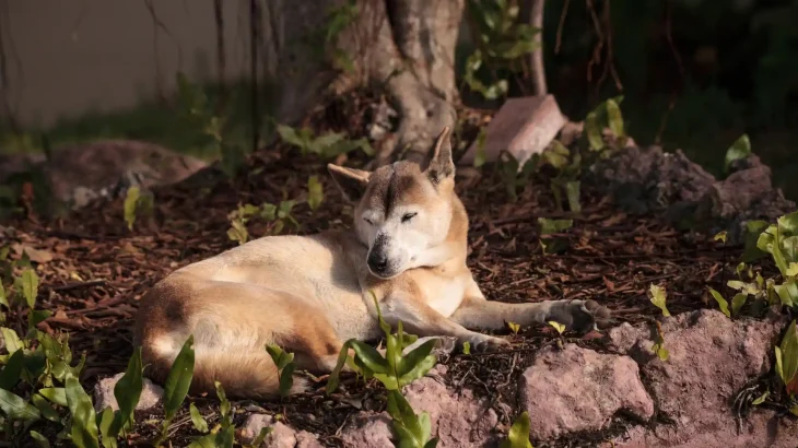 New Guinea Singing Dog Dog photo
