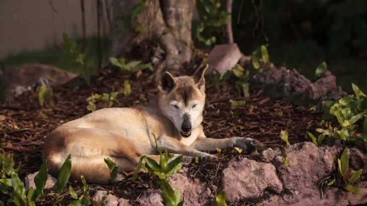 New Guinea Singing Dog Dog photo