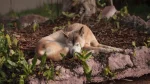 New Guinea Singing Dog Dog photo