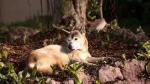 New Guinea Singing Dog Dog photo