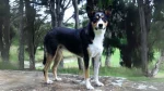New Zealand Heading Dog Dog photo